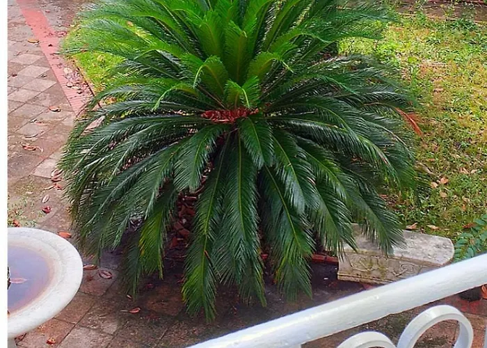 Un Giardino A Due Passi Dal Mare 公寓 *